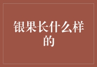 银果长什么样子？我来告诉你！（你确定真的想知道吗？）